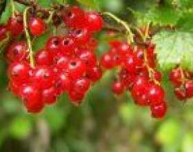 ����������� ��������� ������� фото