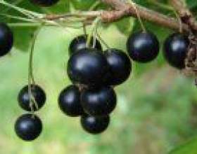 ����������� ��������� �� ������ фото