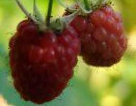 ����������� �������� ������ фото