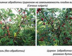 ���������� ����� ������ �������� &laquo;���� �&raquo; фото