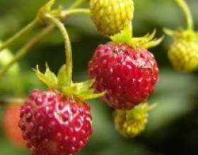 ����������� ������: ����������� фото