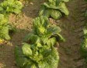 ����������� �������� �������� � �������� фото