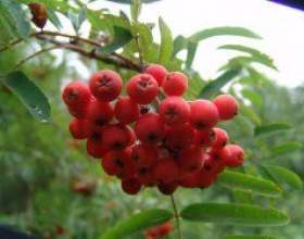 ��������: �����������, ������, ������� фото
