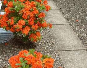 ����������� ������������ (����� �����`���) фото