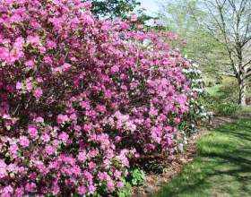 ������������: ����������� ������� фото