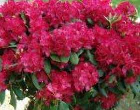 ������������ -�������� ������ фото