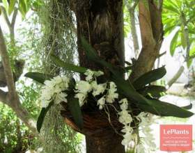 ������� фото