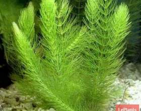����������� ������������� (����� �����-�������) фото