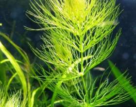 ����������� - ������� ������������ фото
