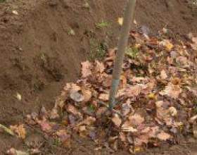 ���� ������������� � �������� ������ фото