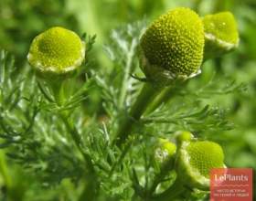 ������� ������ (������� ���`���������) фото