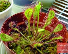 ������� ��������� (������� ����������) фото