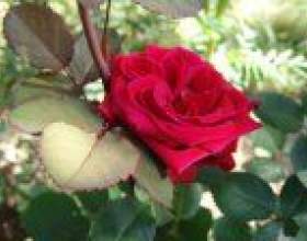 ������� �� ���������� ���� фото