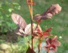 ������� - ������������ ������� фото