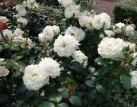 �������: �������, �����������, ������ фото
