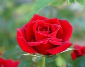 ������� � ���� - ������ ��������� фото
