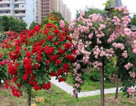 ������� фото