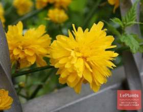 �������� фото