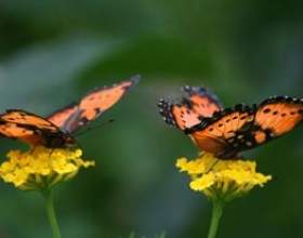 ��� �������� фото