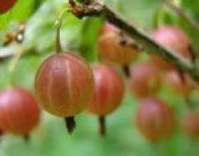 ��� � ������ фото