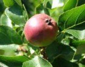 ��� � ����� фото