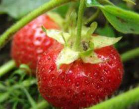 ������ ������: ������� ��� ��� фото
