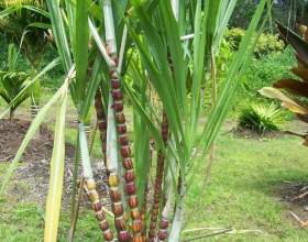 ������� �������� ������������� фото