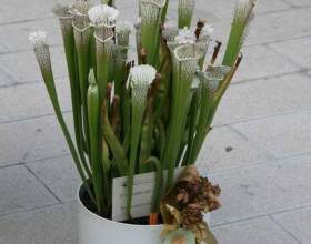 ���������� ���������� фото