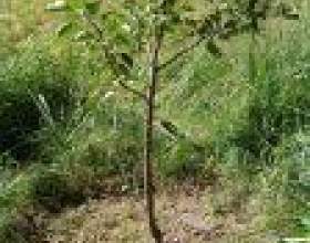 ������ ������ фото