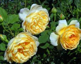 �������� ������ фото