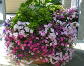 ������ ��������� ���� - �������� ���������� фото