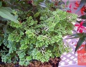 ����������� ���� (��������� ������) фото