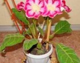 �������� ��������� фото