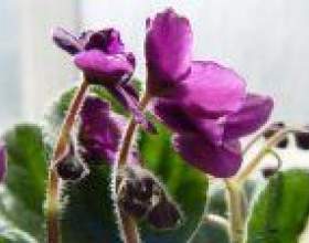 ������� (������) фото