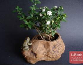 ������ �������� (������ ��������) фото