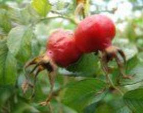 ������� - ���� �������. фото