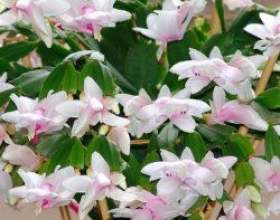 �����������: �����������, ������ фото