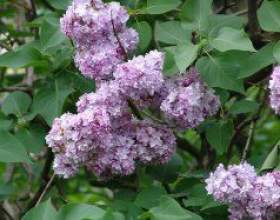 �����. ˳�������� ���������� ����� фото