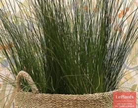 ������ ����������� (������ ��������, ������� ��������) фото