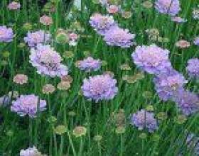 ������� (scabiosa) фото