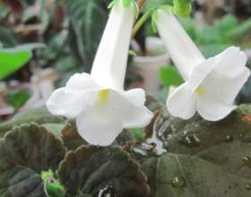 ������� ������������� (��������� �������������) фото