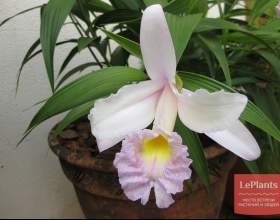 �������� фото