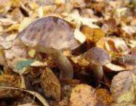 ������ ����� фото