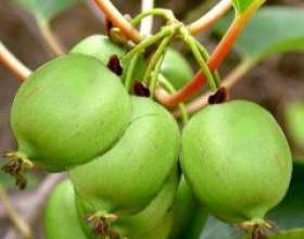 ����� ������䳿 ��� ������������� ������ фото
