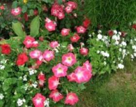 ����� ������� фото