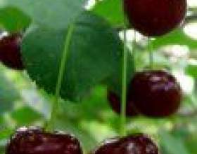 ����� ����� ��� ������ ������ фото