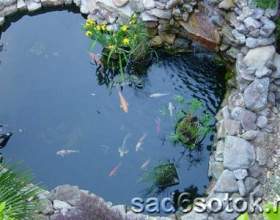 ��������� ������� ����� ������ фото