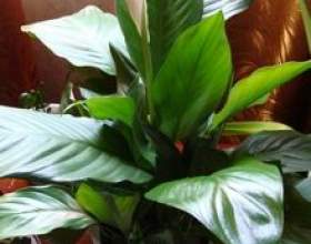 ����������� - �������� фото
