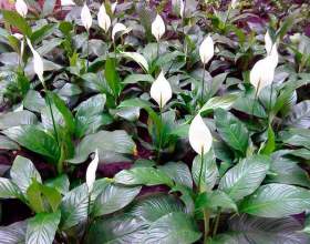 ����������� фото