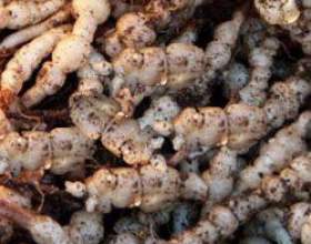 ������ (stachys sieboldii) фото